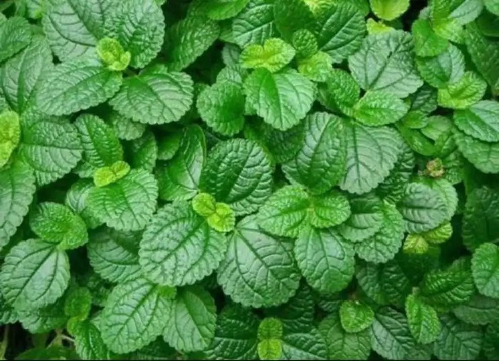 微信圖片_20220516090156.jpg 微信圖片_20220516090156.jpg