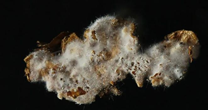 圖片4.jpg 圖片4.jpg