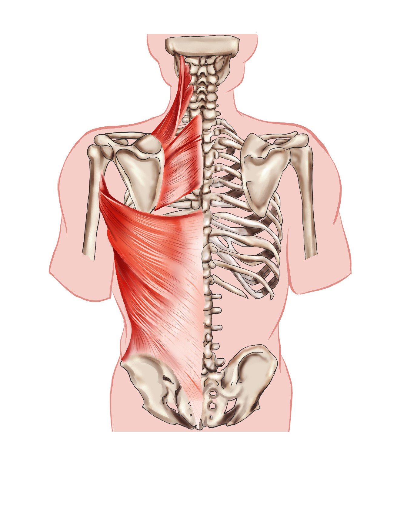 攝圖網(wǎng)_401788828_背闊肌人體骨骼肌醫(yī)療插畫(非企業(yè)商用).jpg 攝圖網(wǎng)_401788828_背闊肌人體骨骼肌醫(yī)療插畫(非企業(yè)商用).jpg